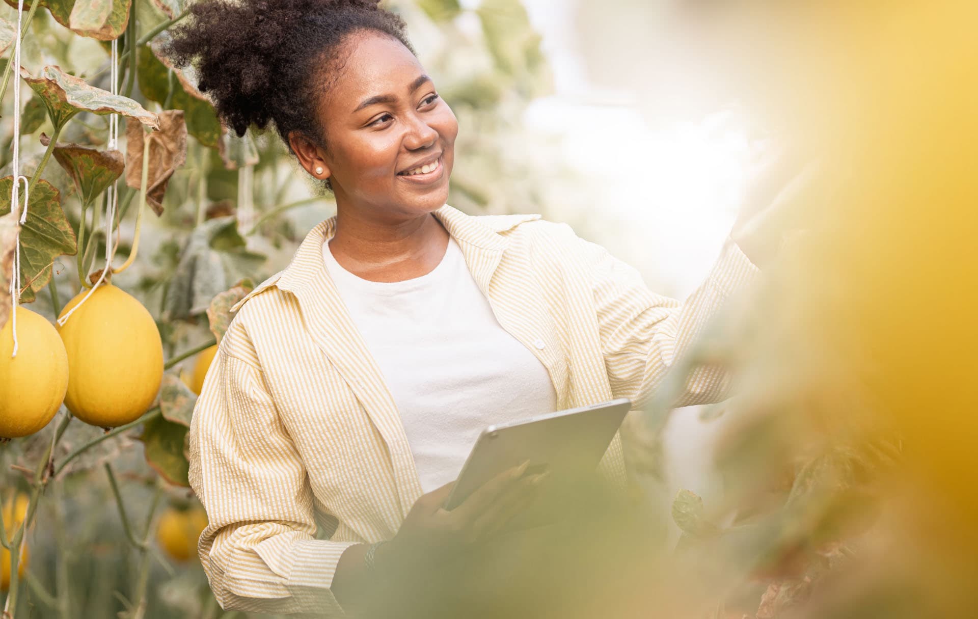 A woman with a tablet in a melon plantation